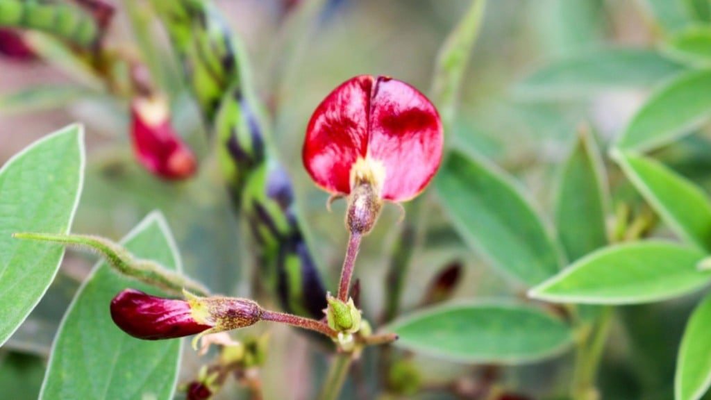 Flor de feijão-guandu BRS Mandarim, utilizado como pastagem em campo experimental da Embrapa Pecuária Sudeste em São Carlos (SP). Foto: Juliana Sussai/Embrapa Pecuária