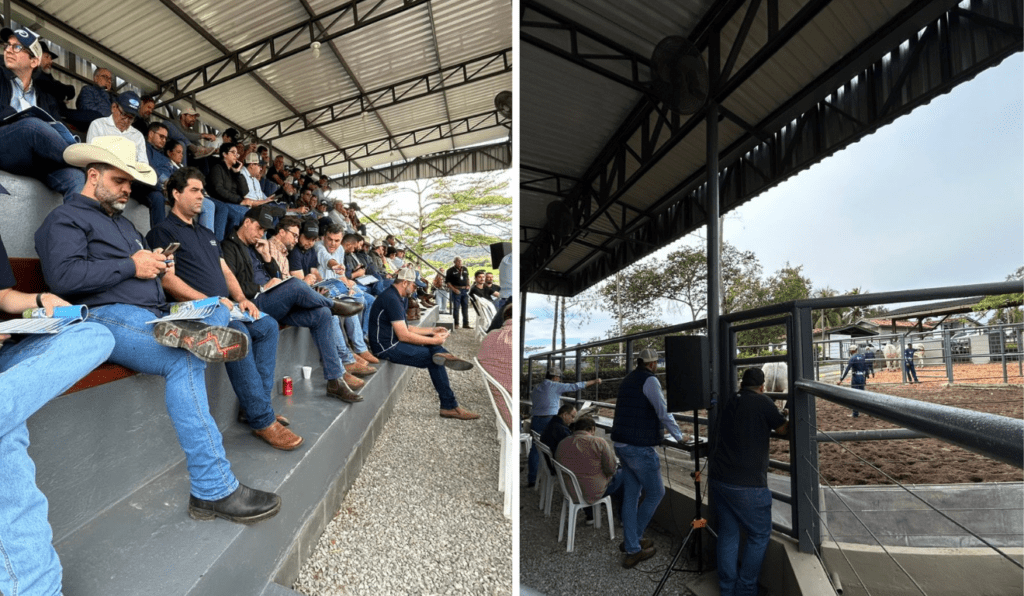 Mostrador de Gado "Dernival de Jesus Cavalcanti", Fazenda EAO Baviera (BA)
