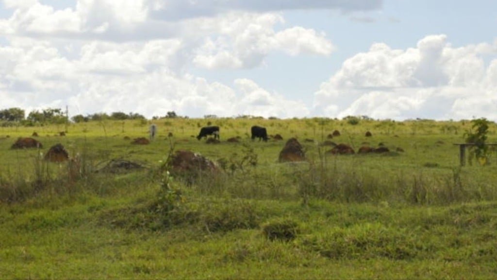 Pasto degradado. Foto: Divulgação