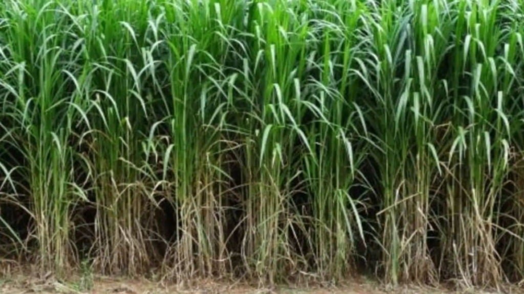 Lavoura de capiaçu. Foto: Divulgação/Embrapa