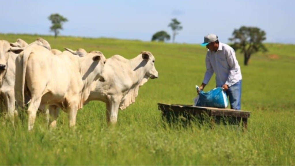 Suplementação de bovinos a pasto. Foto: Divulgação 