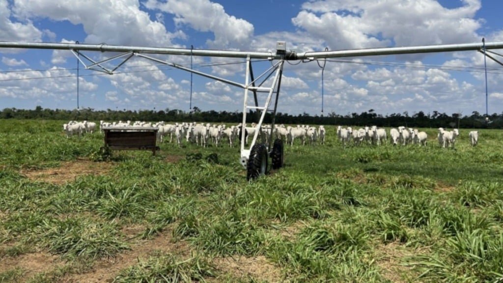 Pasto irrigado e bem nutrido com boiada. Foto: Reprodução