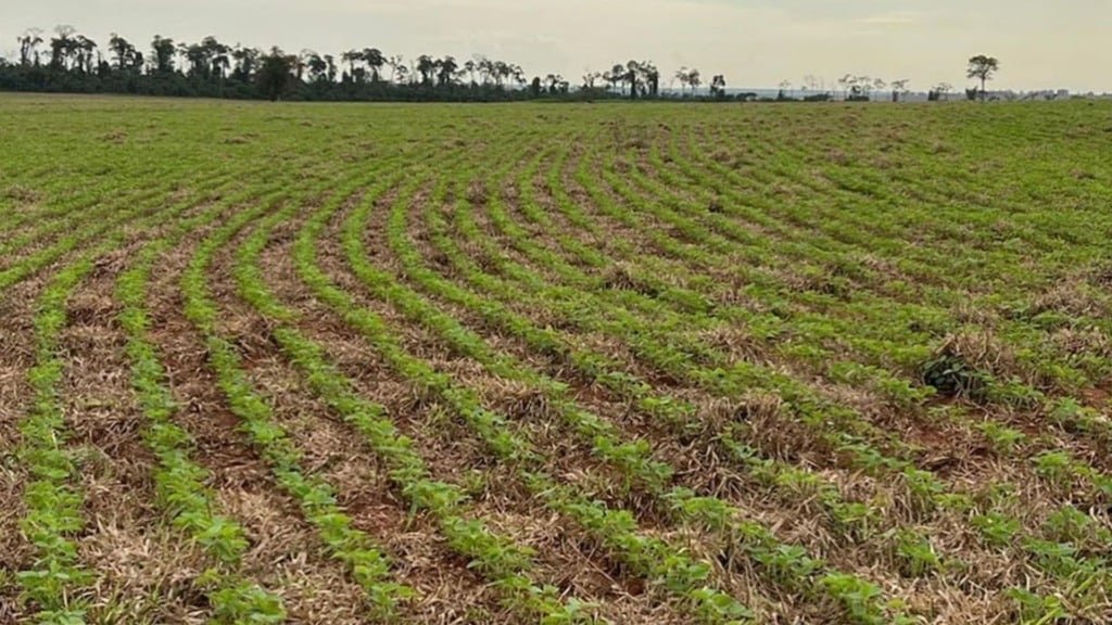 Plantio de soja em área de integração. Foto: Divulgação/Agropecuária Maragogipe