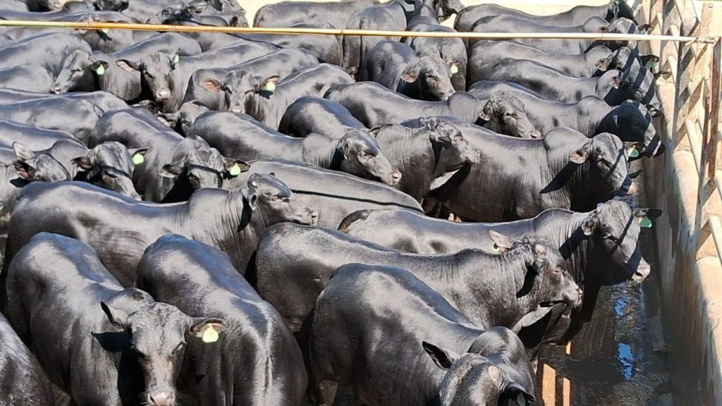 Bovinos meio-sangue Angus em área de curral. Foto: Divulgação/Friboi Itapetinga (BA)