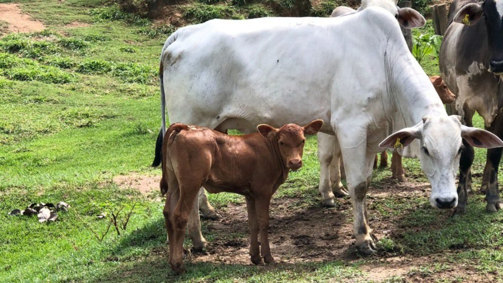 Vaca Nelore com bezerro meio-sangue Caracu ao pé. Foto: Acervo/Renato Francisco Visconti Filho
