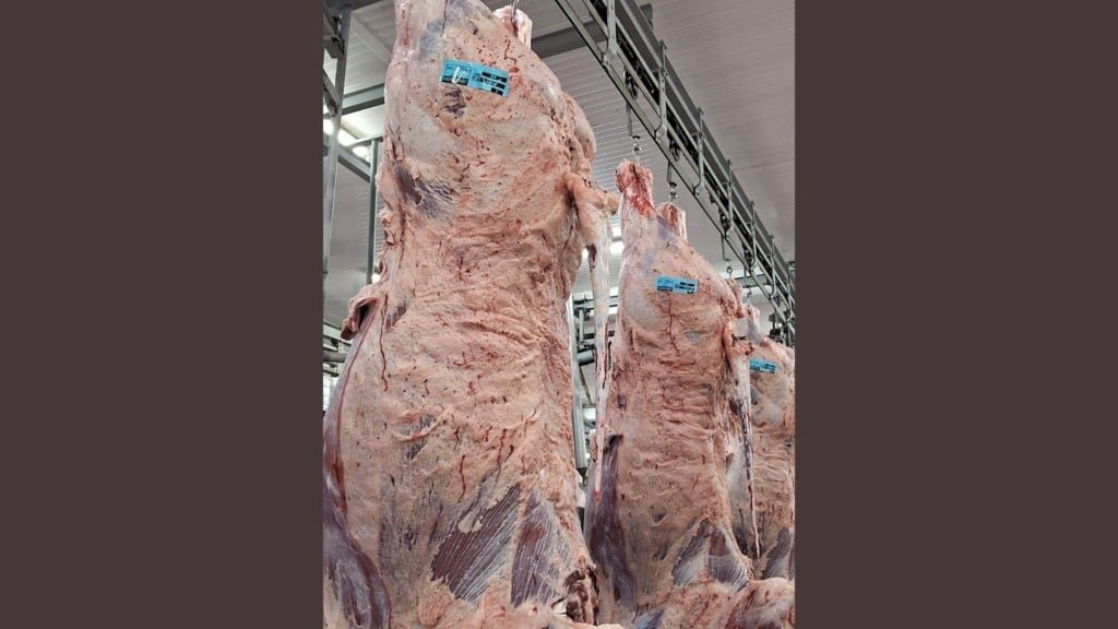 Detalhe das carcaças dos bovinos abatidos. Teve boi que deu carcaça de cerca de 35 arrobas. Foto: Divulgação