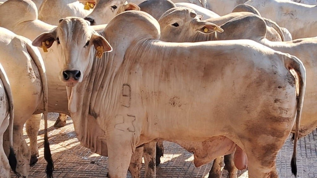 Parte do lote de superpesados filhos de touros Nelore Puros de Origem (PO) que foram abatidos na Friboi de Lins. Foto: Divulgação