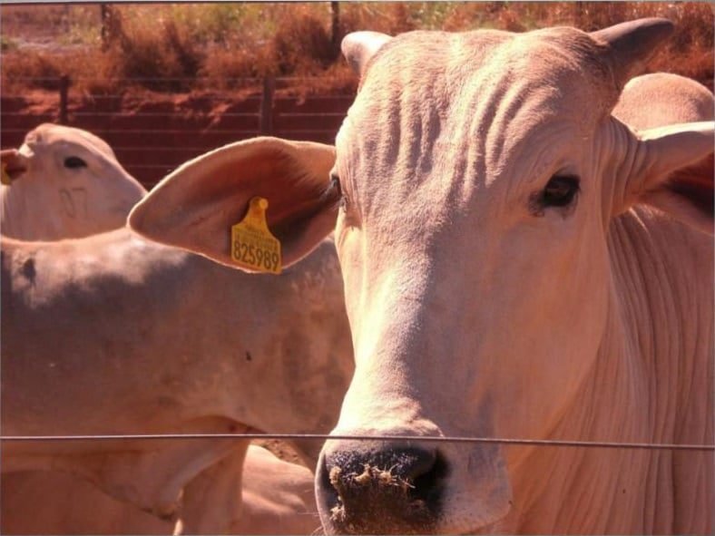 rastreabilidade-gado-de-corte-sao-paulo-eras-sisbov