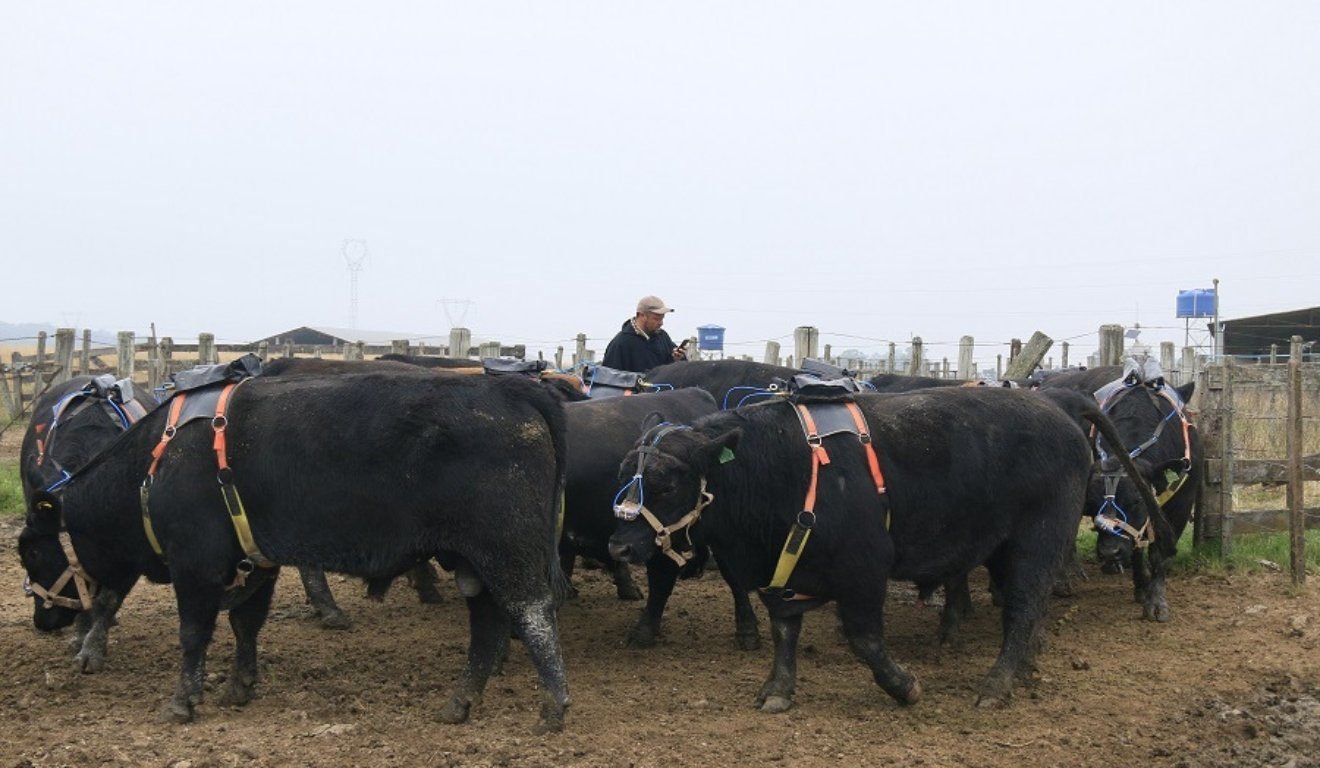 Pecuária no Pampa aposta em ciência para reduzir metano na pecuária