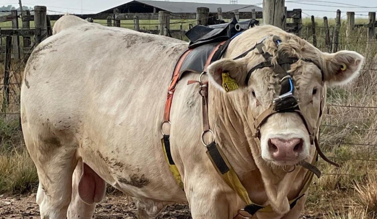 Sustentabilidade no manejo de pastagem