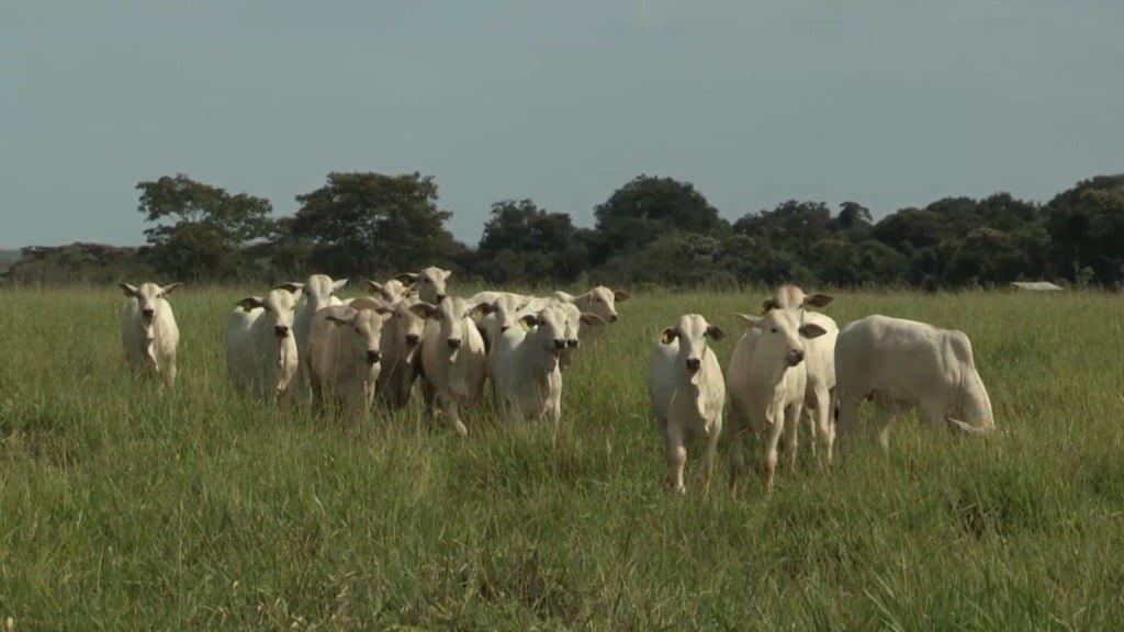 Bovinos em fase de recria no pasto. Foto: Reprodução