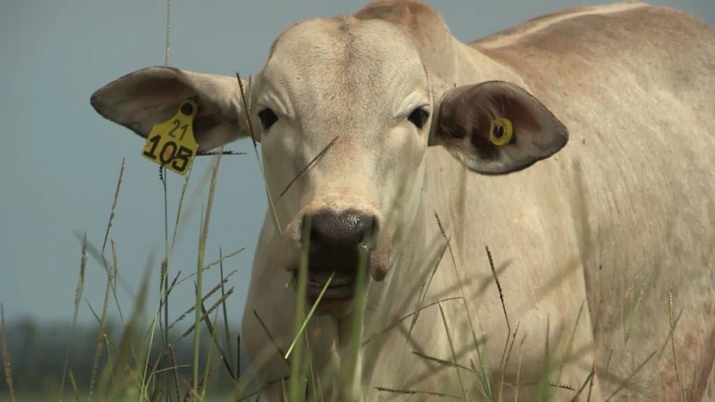 Bovino em fase de recria no pasto. Foto: Reprodução
