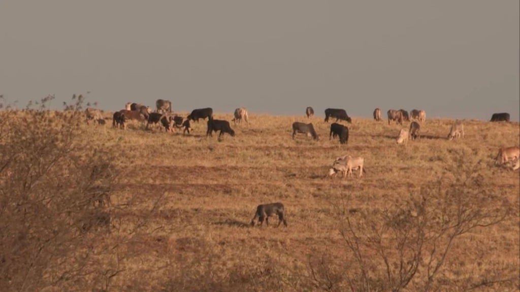 Gado em pastagem na seca. Foto: Reprodução