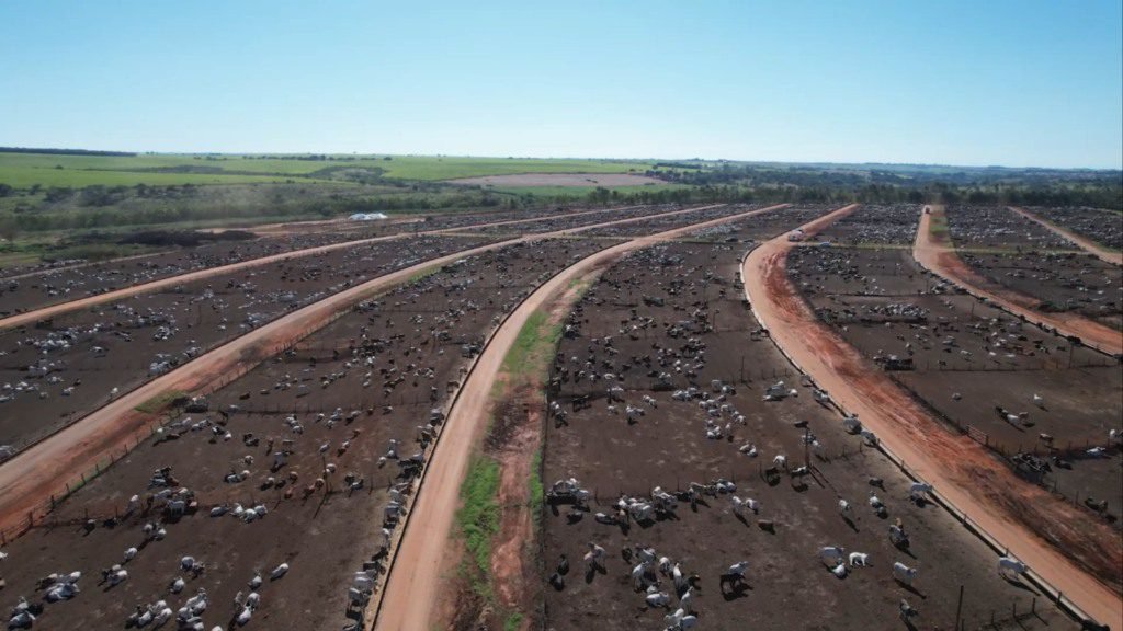 Bovinos em área de confinamento no Boitel JBS de Guaiçara (SP). Foto: Reprodução/Giro do Boi