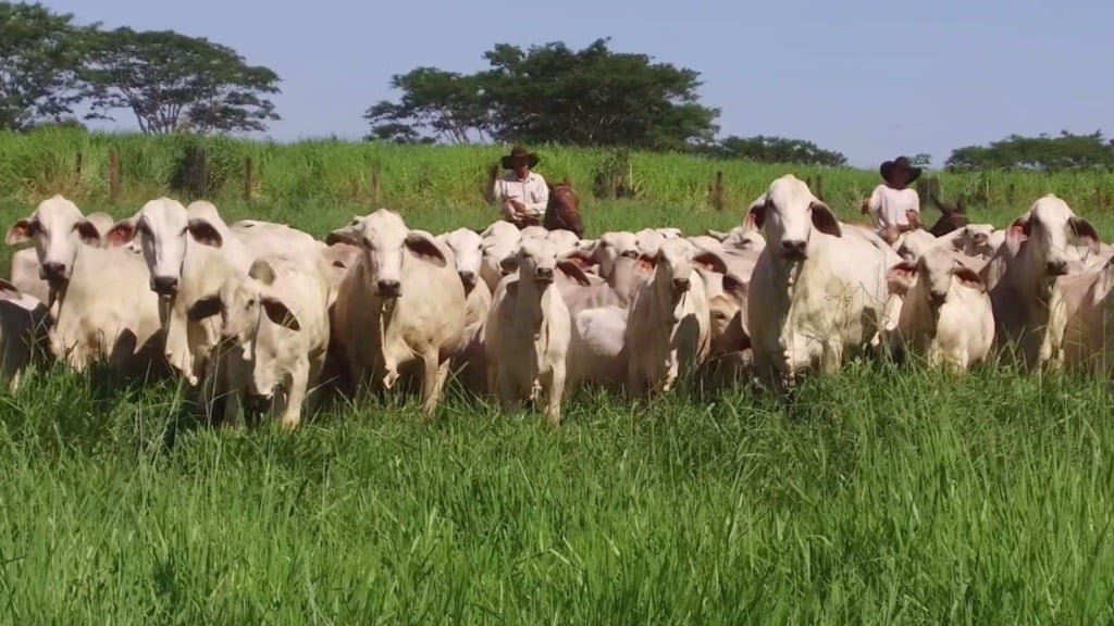 Bovinos da raça Tabapuã em área de pastagem. Foto: Divulgação