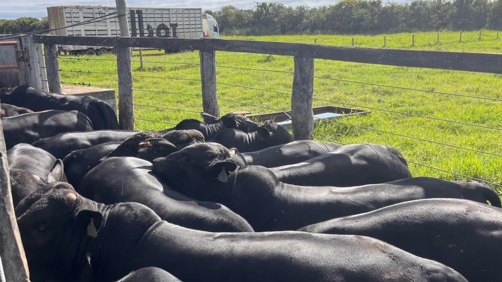 Bovinos meio-sangue Angus em área de curral. Foto: Divulgação/Friboi Itapetinga (BA)