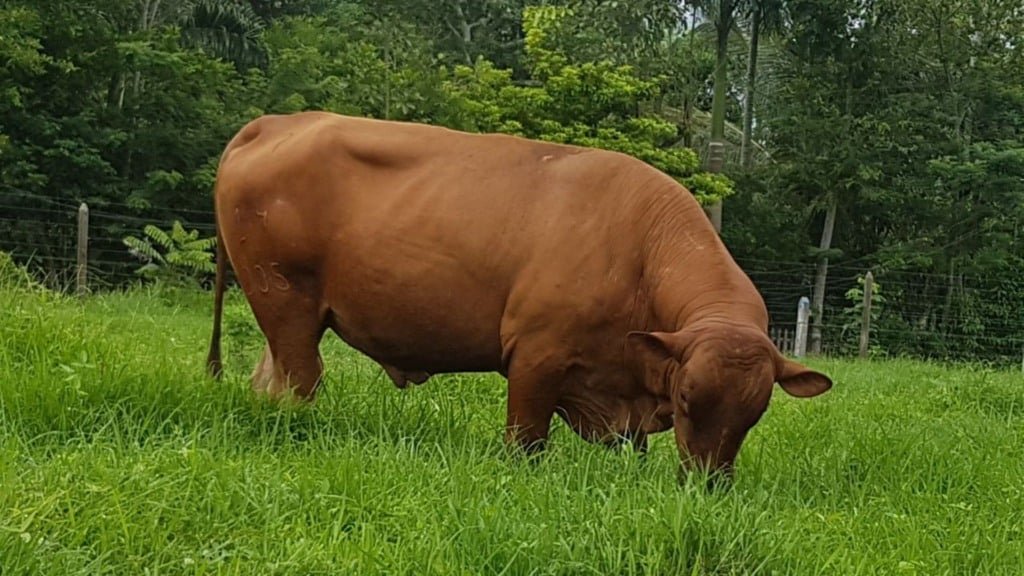 Reprodutor Caracu em área de pastagem. Foto: Acervo/Renato Francisco Visconti Filho