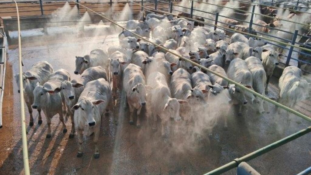 Lote de novilhas campeãs. Foto: Divulgação/Friboi de Colíder (MT)