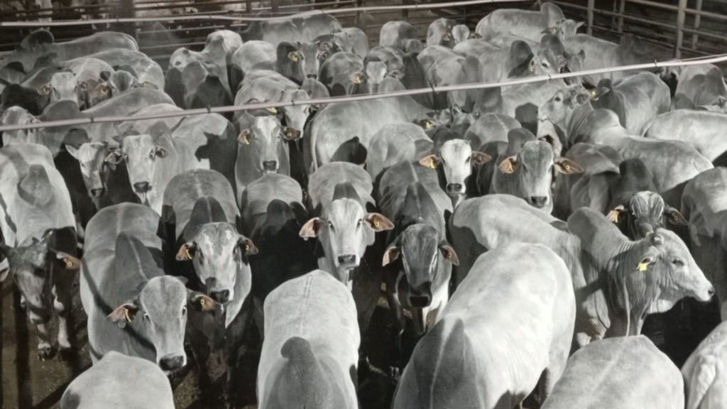 Foto: Divulgação/Friboi de Nova Andradina (MS)