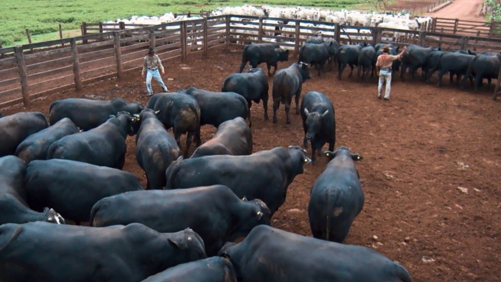 Bovinos em área de confinamento na fazenda Nova Piratinga. Foto: Reprodução/Giro do Boi