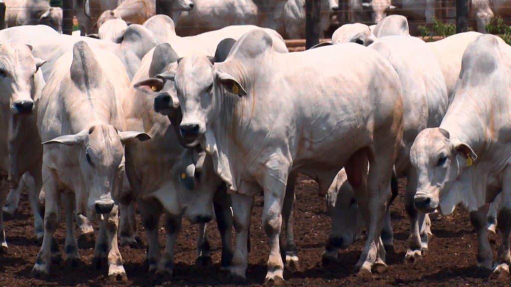 Bovinos em área de confinamento na fazenda Nova Piratinga. Foto: Reprodução/Giro do Boi
