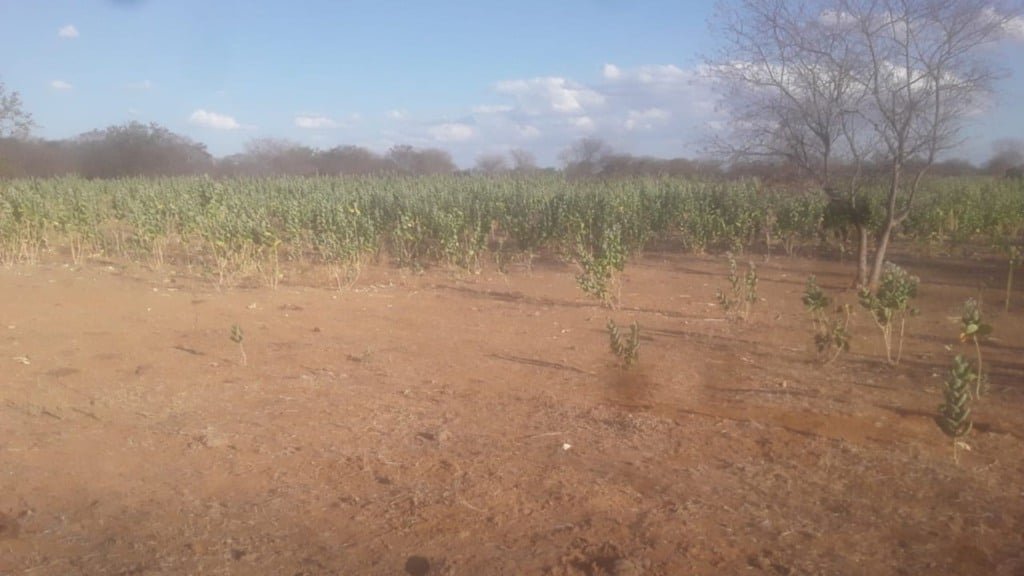 Área de pastagem infestada com o algodão da seda. Foto: Divulgação