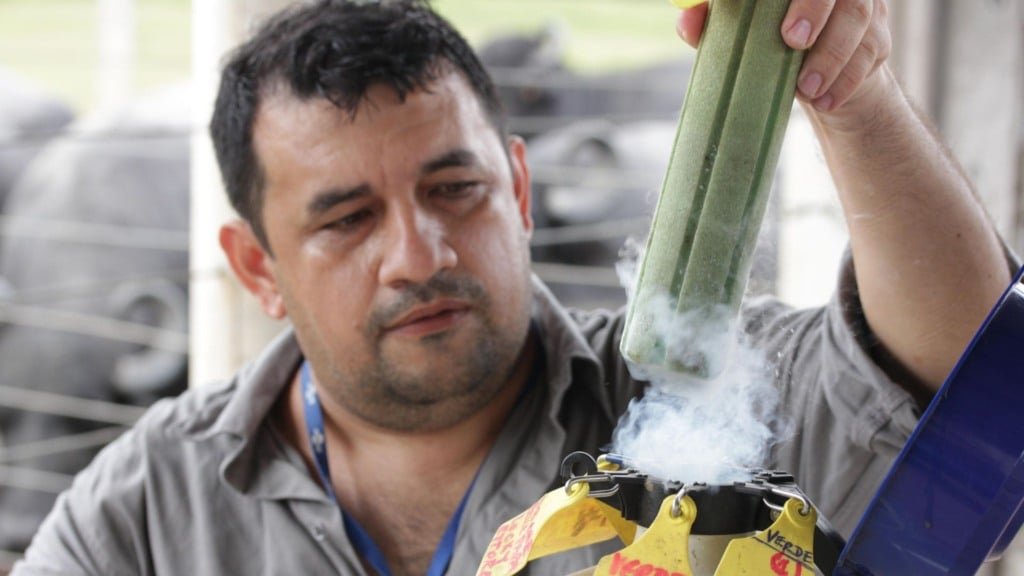 Tanque com sêmen congelado. Foto: Ronaldo Rosa/Embrapa Amazônia Oriental