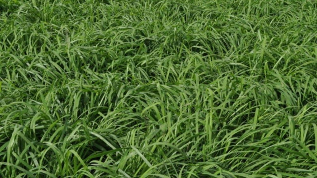 Dossel foliar de capim-Tamani (Panicum maximum cv. BRS Tamani) em pequenas parcelas. Foto: Allan Kardec Braga Ramos/Embrapa Cerrados