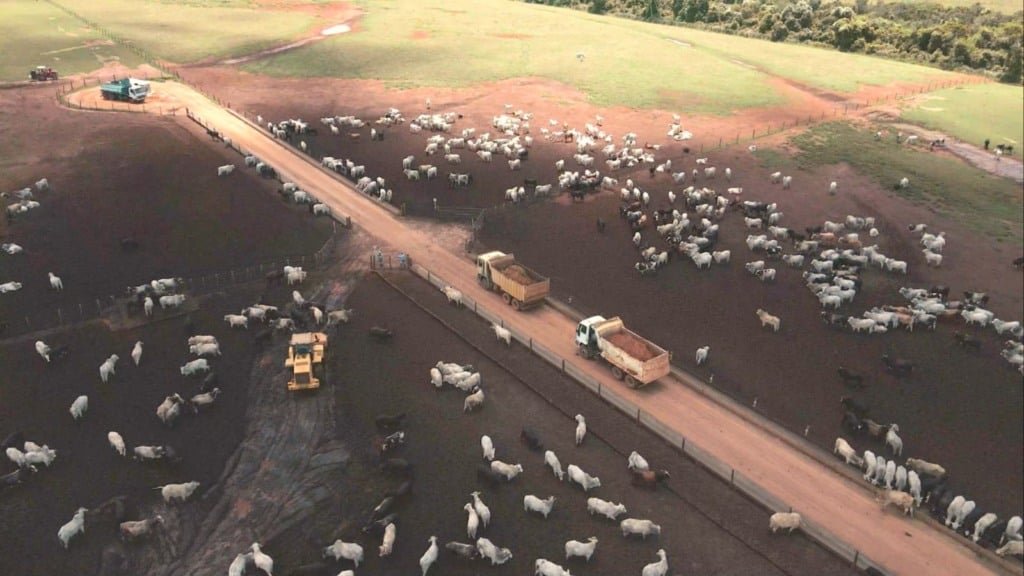 Vista aérea de confinamento de bovinos de corte. Foto: Reprodução