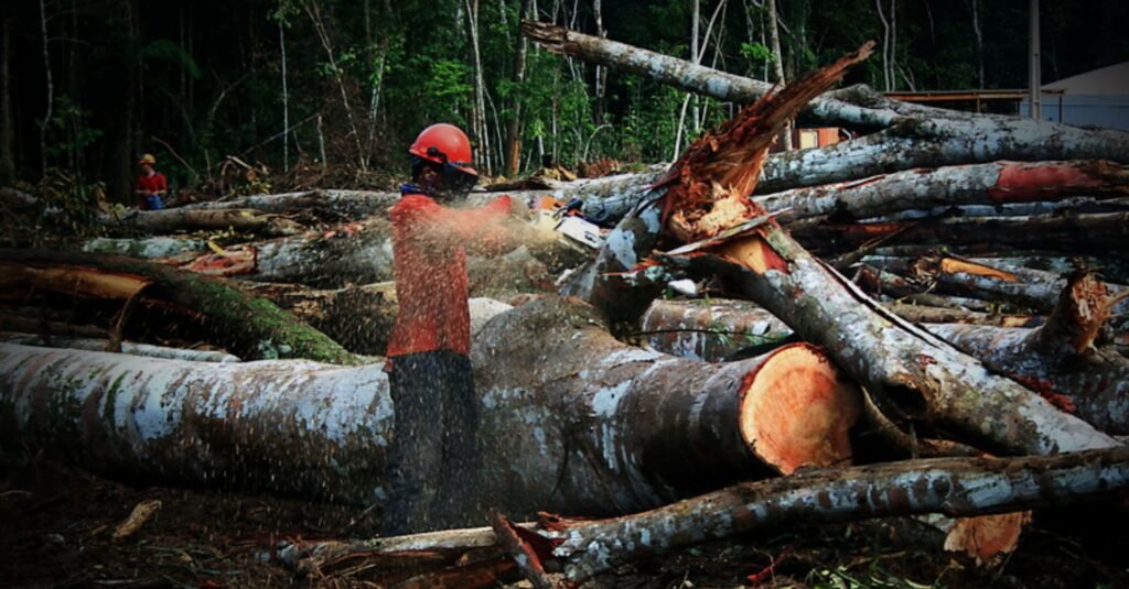 A demanda da União Europeia por veículos elétricos pode levar ao desmatamento de 118 mil hectares em países fornecedores de minerais críticos