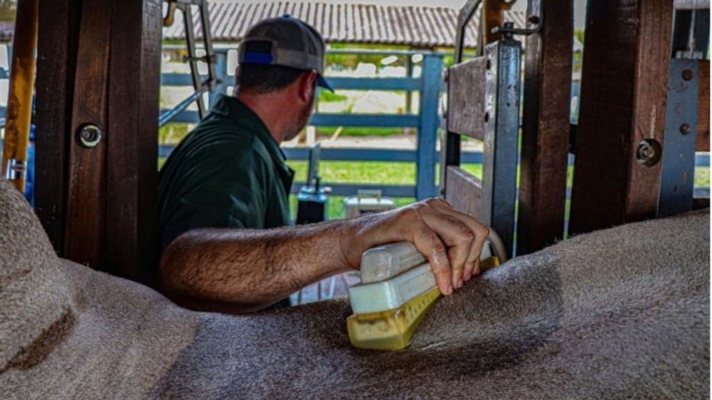 Procedimente de ultrassonografia em bovinos. Foto: Divulgação/ABCZ