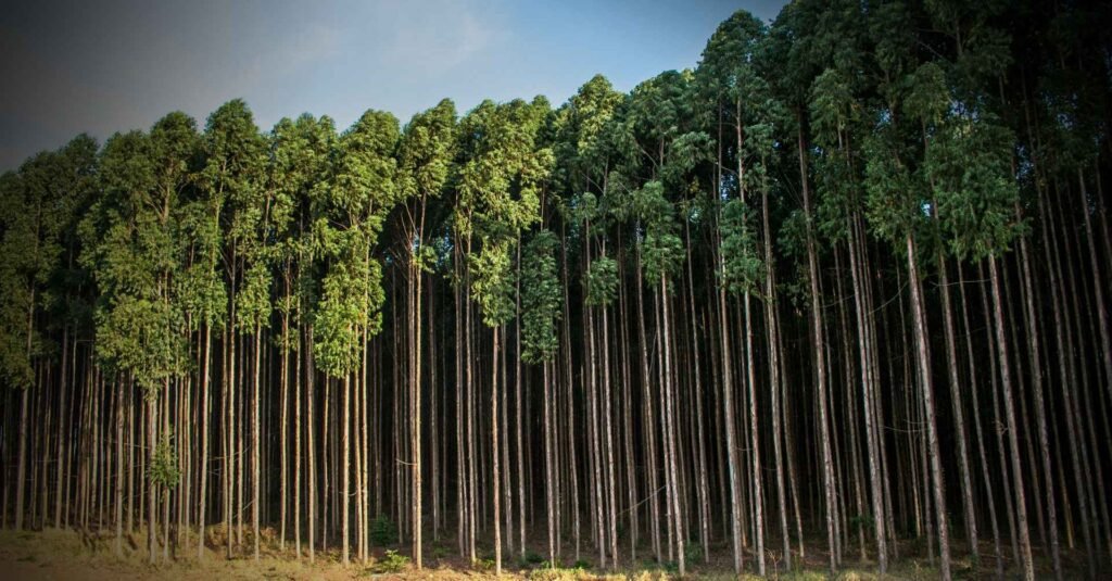 Fazenda de eucalipto no Cerrado