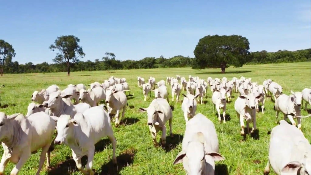 Bovinos em área de pastagem. Foto: Reprodução