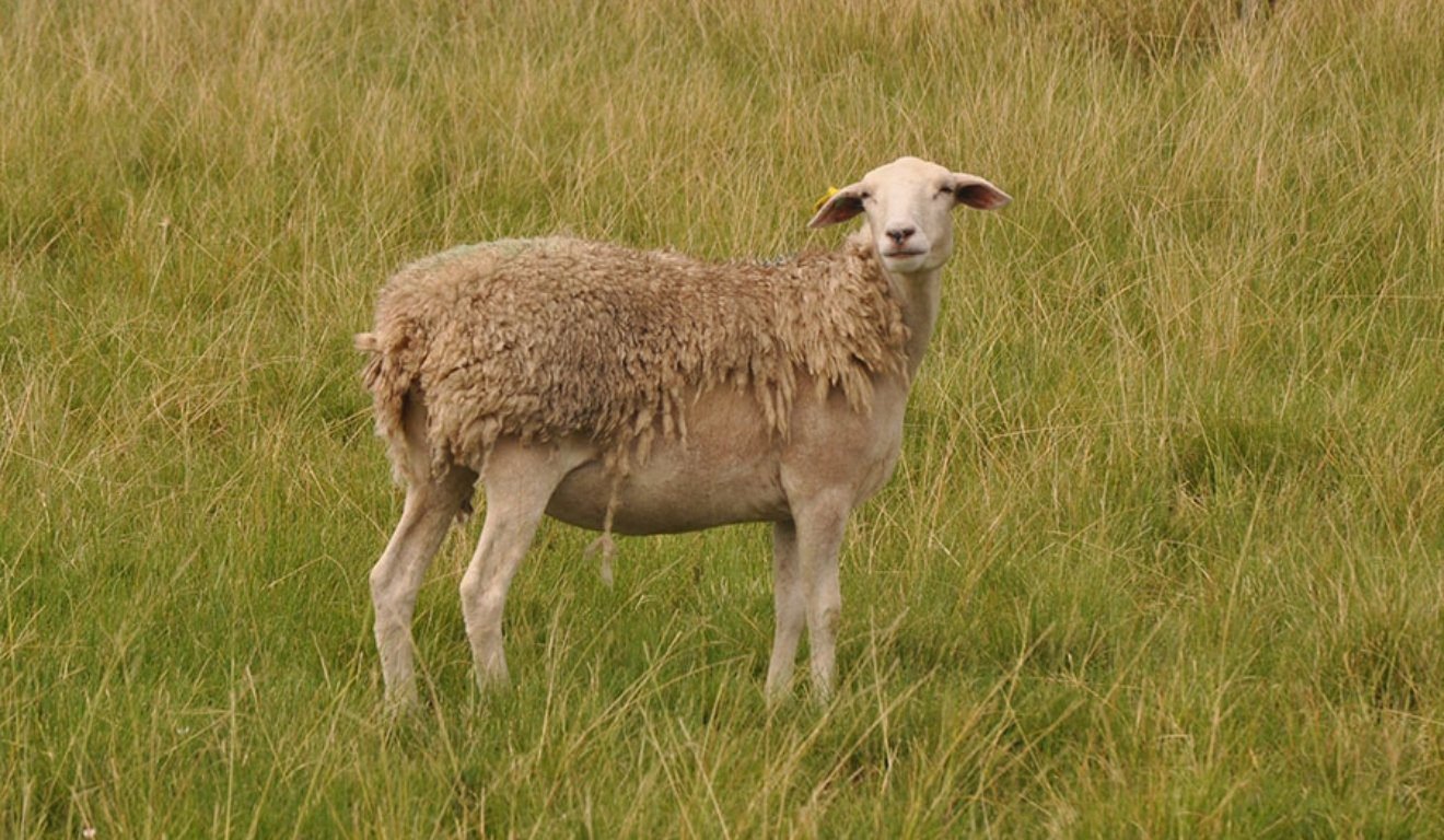 Melhoramento genético de ovelhas