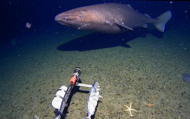 Pela primeira vez, tubarão é visto nas profundezas da Antártida