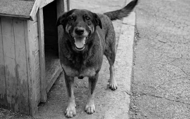 Cão Orelha: laudo após exumação não identifica causa da morte