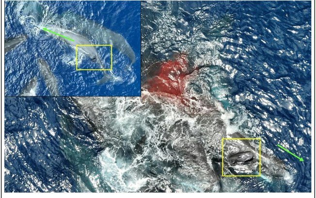 Registro raro: baleia recebe ajuda de outras fêmeas durante parto