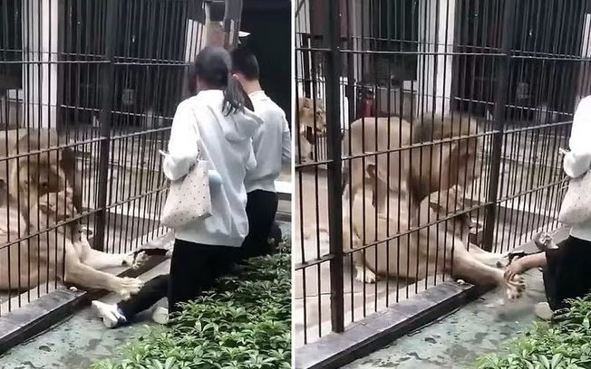 Vídeo: leoa ataca menina de 10 anos que se aproximou da jaula