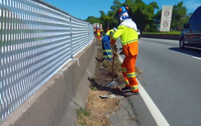 Com mato alto, Via Dutra passa por capina e limpeza; veja onde