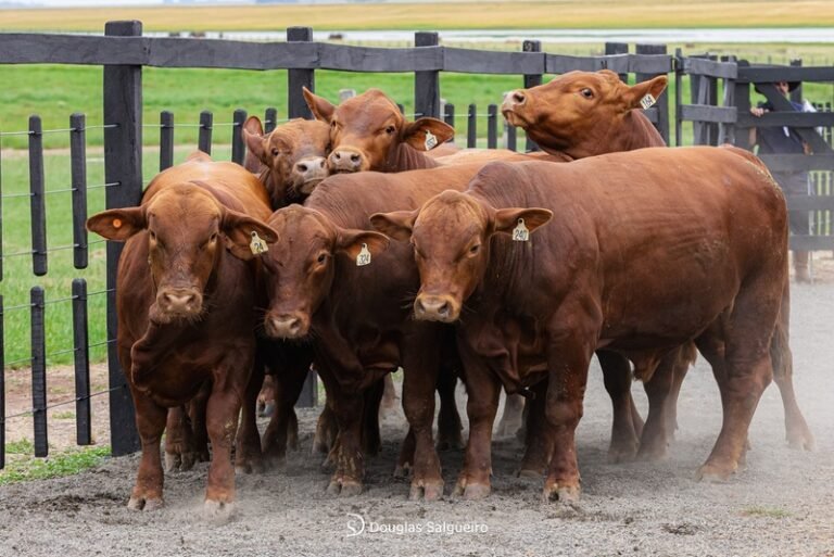Embrapa usa tecnologia para identificar bovinos Brangus mais dóceis
