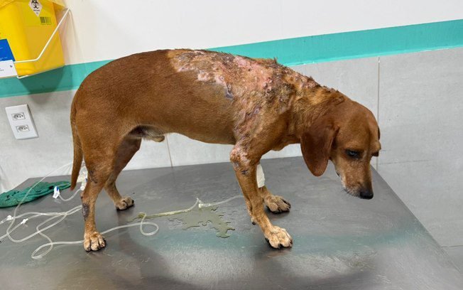 Caso Jhonny: mulher é acusada de queimar cão com líquido quente