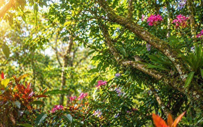 Teste visual: onde está o pássaro escondido?