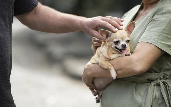 Casais podem ter guarda compartilhada de pets