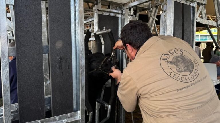 Exposição Nacional de Angus e Ultrablack premia animais em Vacaria (RS)