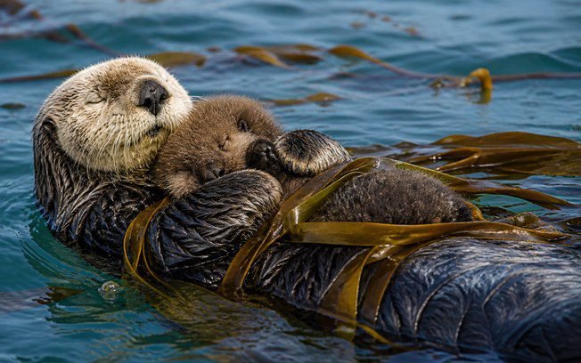 Por que lontras dormem de mãos dadas no mar? Entenda agora