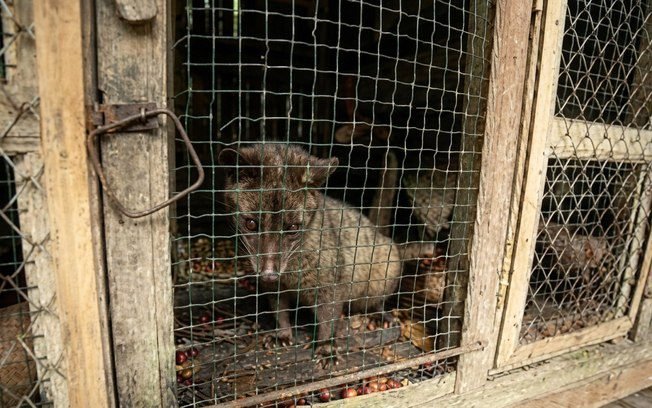 Kopi Luwak: a polêmica por trás do café mais caro do mundo