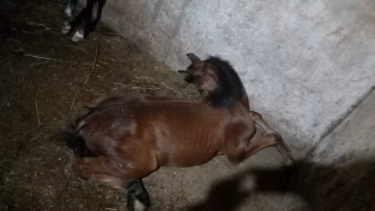 MP-SP processa fabricante de ração após morte de centenas de cavalos e pede R$ 10 milhões de indenização