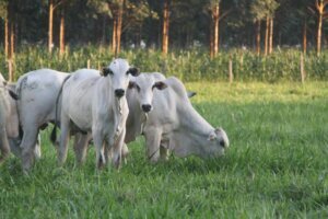 Exclusão do Brasil é mantida pela UE após revisão das regras para exportação de carnes