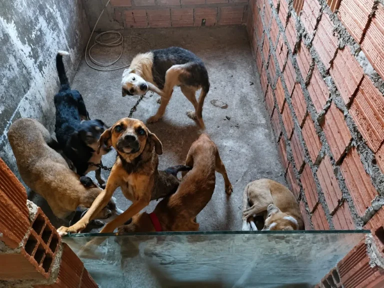 Homem é preso suspeito de realizar eutanásia irregular em cães e manter animais em situação de maus-tratos em Feira de Santana