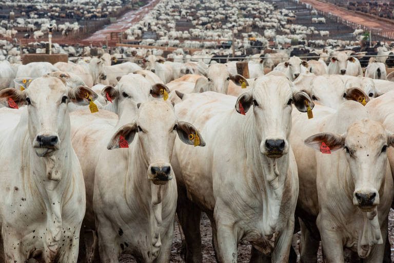 Brasil busca acordo para evitar veto da UE à carne brasileira